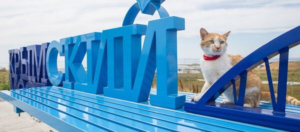 Крымский кот Крымский кот - Sputnik Узбекистан