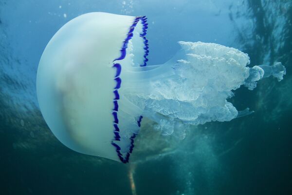 Медуза Корнерот на морском дне возле мыса Меганом. - Sputnik Узбекистан