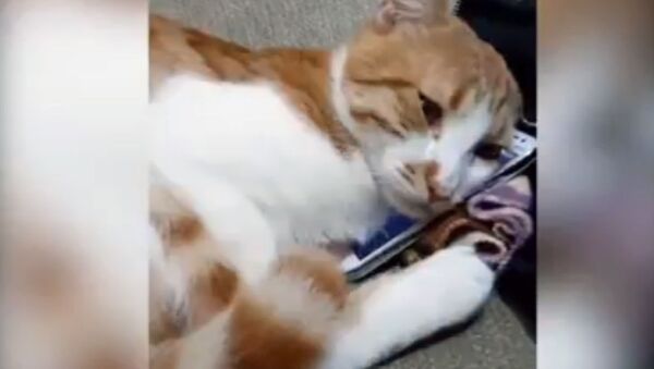 Кот, скучающий по погибшему хозяину - Sputnik Ўзбекистон