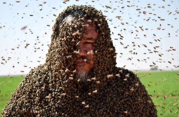 Пчеловод Зухаир Фатани пытается установить мировой рекорд по количеству сидящих на человеке насекомых. - Sputnik Узбекистан
