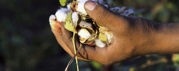 Сбор хлопка Сбор хлопка - Sputnik Ўзбекистон