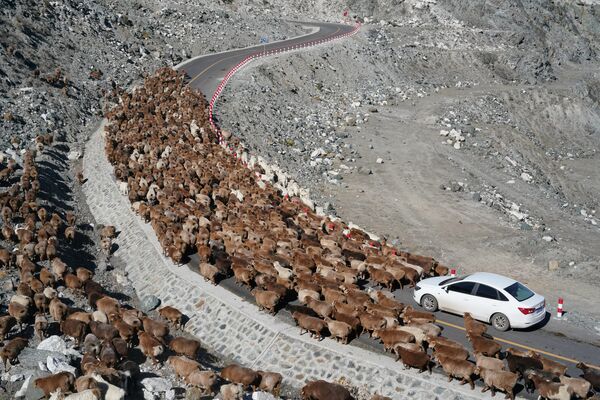 Стадо овец перегородило дорогу машине в Синьцзянском автономном округе, Китай - Sputnik Узбекистан