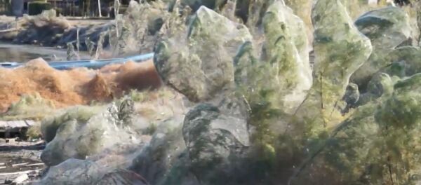 Часть побережья в Греции оказалась в паутине - Sputnik Узбекистан