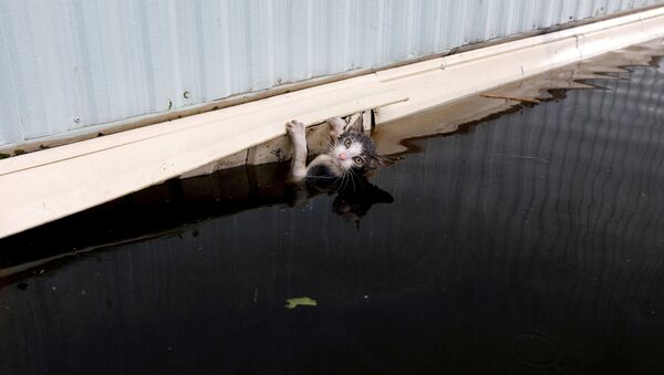 Кошка спасается от наводнения  - Sputnik Узбекистан