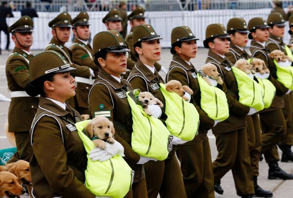 Чилийские полицейские маршируют с щенками - будущими полицейскими собаками во время ежегодного военного парада в парке Бернардо О'Хиггинса в Сантьяго, Чили. - Sputnik Узбекистан
