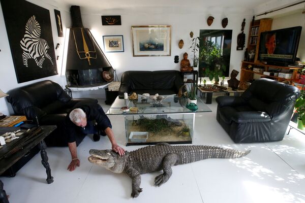 Филипп Жиллет, 67-летний француз, живет с более чем 400 рептилиями и прирученными аллигаторами, кормит курицей своего питомца Али в гостиной в Куэроне около Нанта во Франции. - Sputnik Узбекистан