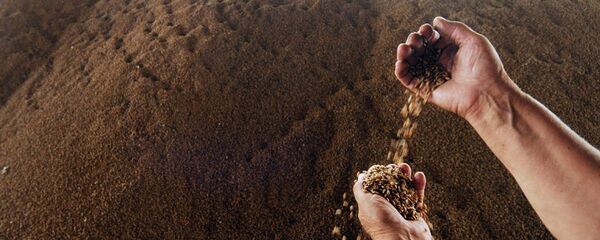 Зерна пшеницы - Sputnik Узбекистан