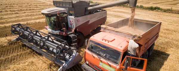 Уборка пшеницы - Sputnik Ўзбекистон