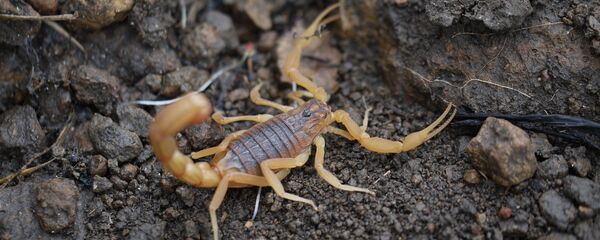 Скорпион Скорпион - Sputnik Ўзбекистон