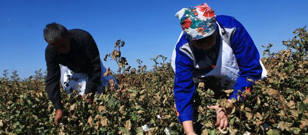 Сбор урожая хлопка в Ставропольском крае - Sputnik Узбекистан