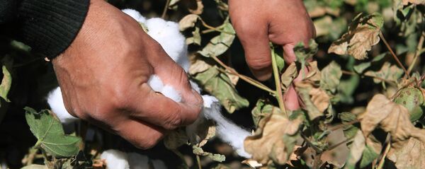 Сбор урожая хлопка в Ставропольском крае - Sputnik Ўзбекистон