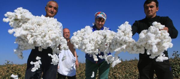 Сбор урожая хлопка в Ставропольском крае Сбор урожая хлопка в Ставропольском крае - Sputnik Узбекистан