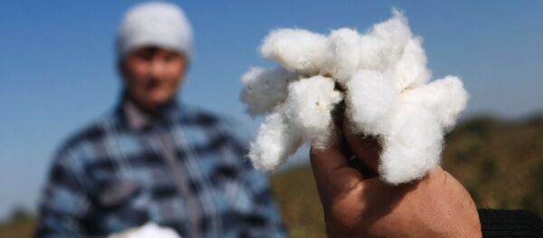 Сбор урожая хлопка в Ставропольском крае - Sputnik Узбекистан