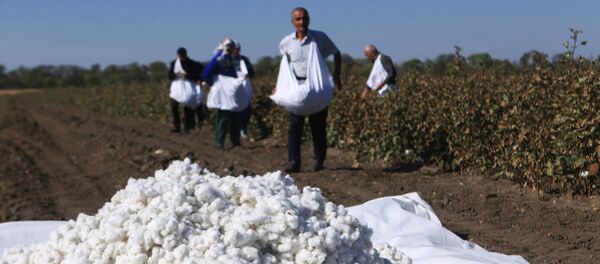 Сбор урожая хлопка  - Sputnik Ўзбекистон