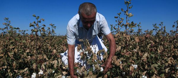 Сбор урожая хлопка в Ставропольском крае - Sputnik Ўзбекистон