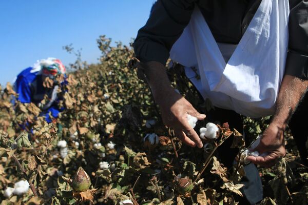 Сбор урожая хлопка в Ставропольском крае - Sputnik Узбекистан