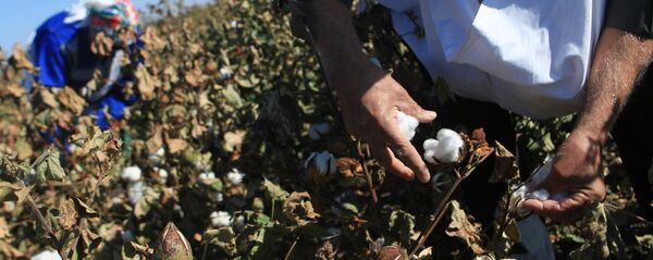 Сбор урожая хлопка в Ставропольском крае - Sputnik Ўзбекистон