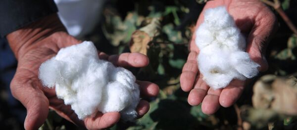 Сбор урожая хлопка в Ставропольском крае - Sputnik Узбекистан