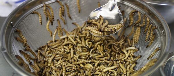 Черви в сите - Sputnik Узбекистан