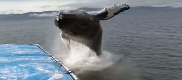 Кит накрыл группу туристов Кит накрыл группу туристов - Sputnik Узбекистан