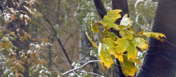 Первый снег Первый снег - Sputnik Ўзбекистон