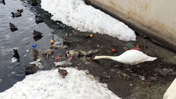 Лебедь очищает озеро от мусора - Sputnik Узбекистан