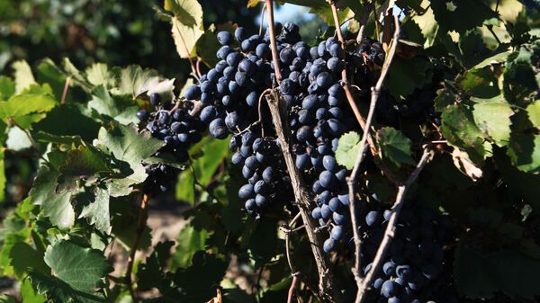 Сбор урожая винограда   - Sputnik Узбекистан