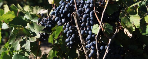 Сбор урожая винограда в Ставропольском крае Сбор урожая винограда в Ставропольском крае - Sputnik Узбекистан