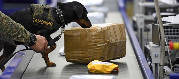 Кинолог таможенной службы со служебной собакой во время осмотра - Sputnik Узбекистан