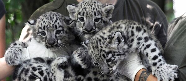 Детеныши снежного барса перед медицинским осмотром в парке в Сегеде - Sputnik Узбекистан