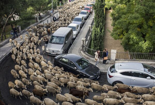 Ежегодная миграция овец через Мадрид - Sputnik Узбекистан