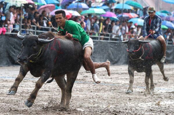 Гонки на быках в Тайланде - Sputnik Узбекистан