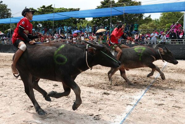 Гонки на быках в Таиланде - Sputnik Узбекистан