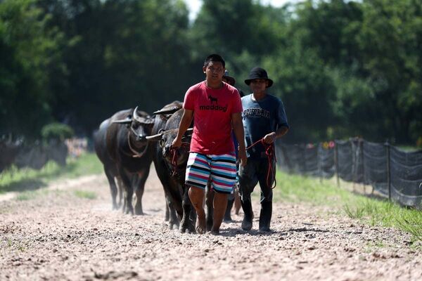 Гонки на быках в Таиланде - Sputnik Узбекистан