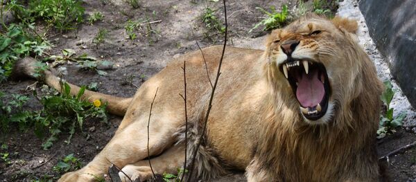 Животные в Приморском сафари-парке Животные в Приморском сафари-парке - Sputnik Узбекистан