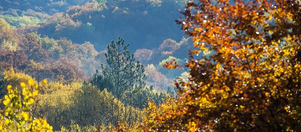 Осенний лес Осенний лес - Sputnik Узбекистан