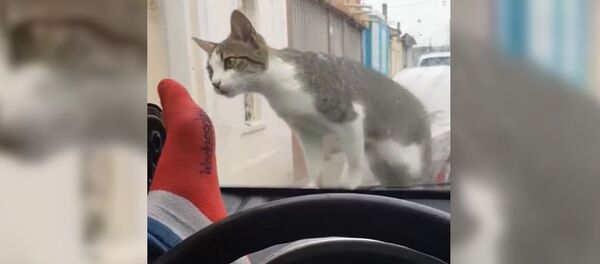 Кот на капоте автомобиля - Sputnik Узбекистан