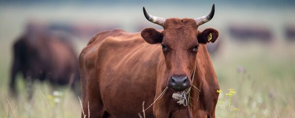 Работа сельскохозяйственной фермы в селе Ложниково Омской области - Sputnik Узбекистан
