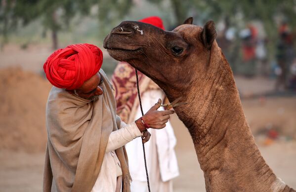 Пастух подстригает своего верблюда на верблюжьей ярмарке в Пушкаре, Индия. - Sputnik Узбекистан