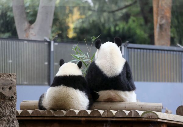 Мама-панда с дочкой в зоопарке Токио. - Sputnik Узбекистан